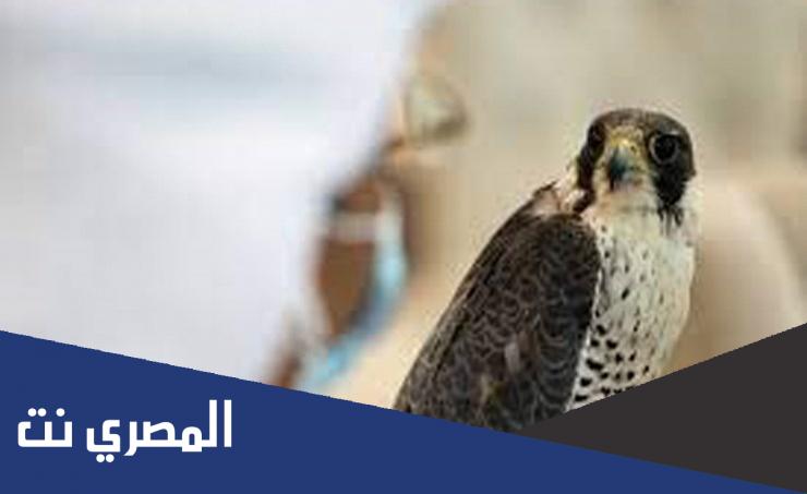 رابط منصة نادي الصقور السعودي