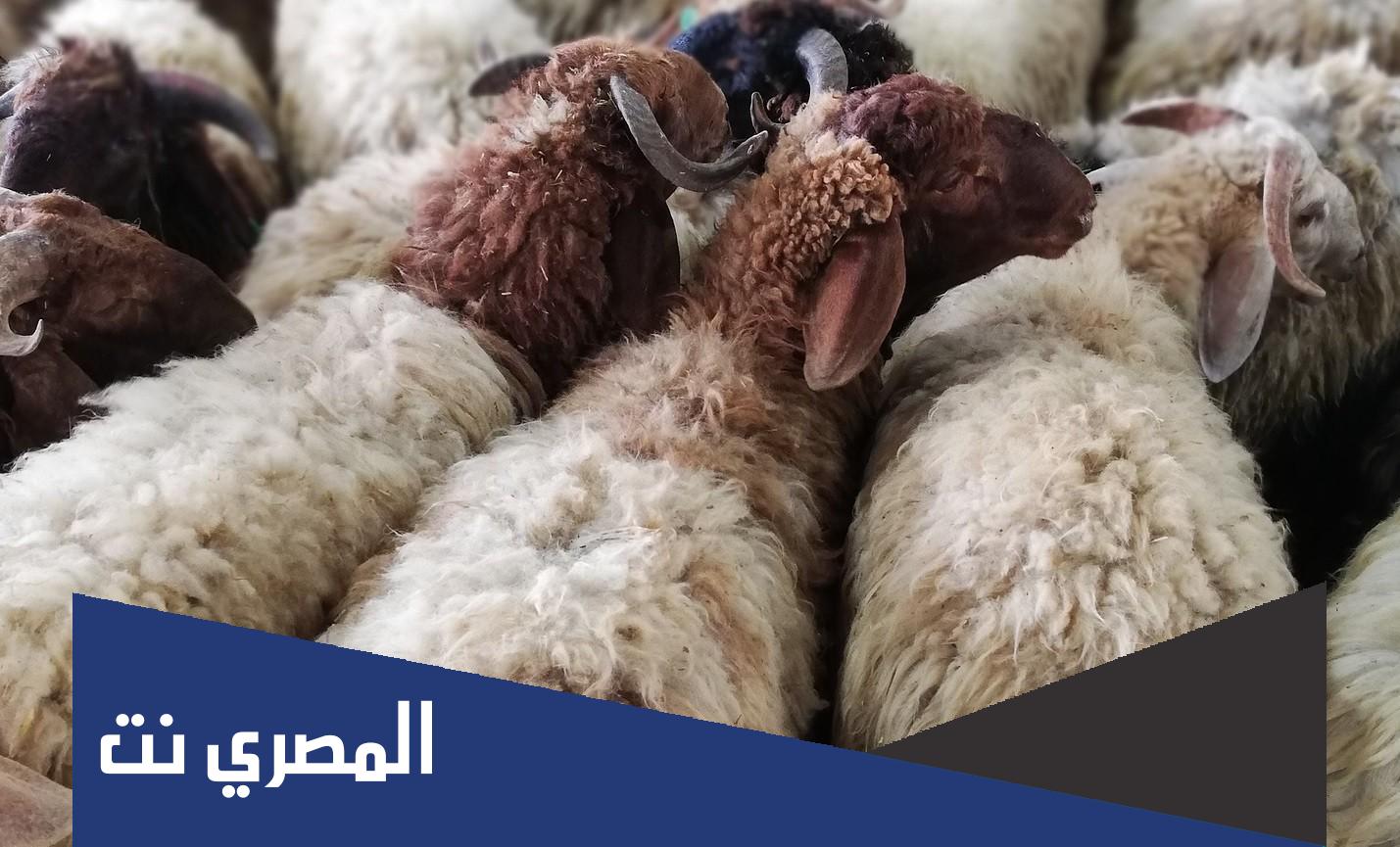 أسعار الأضاحي 1443 في كل الدول العربية 2022
