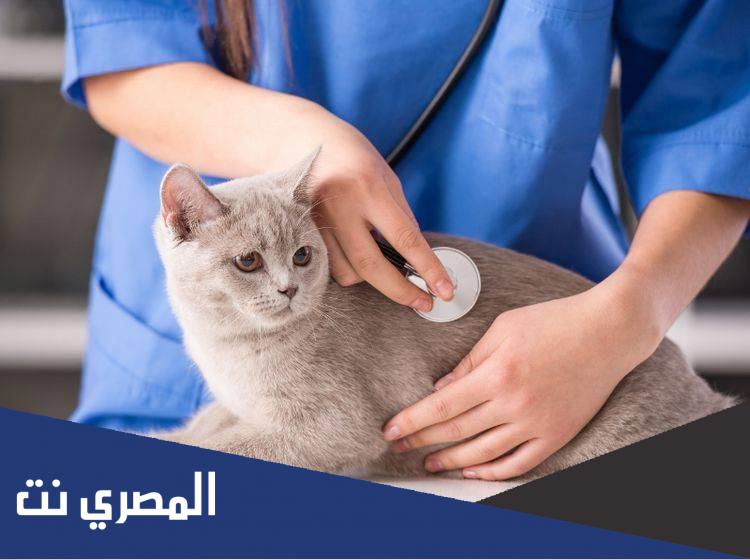 أمراض القطط الجلدية بالصور وطرق علاجها وأهمية التشخيص المبكر