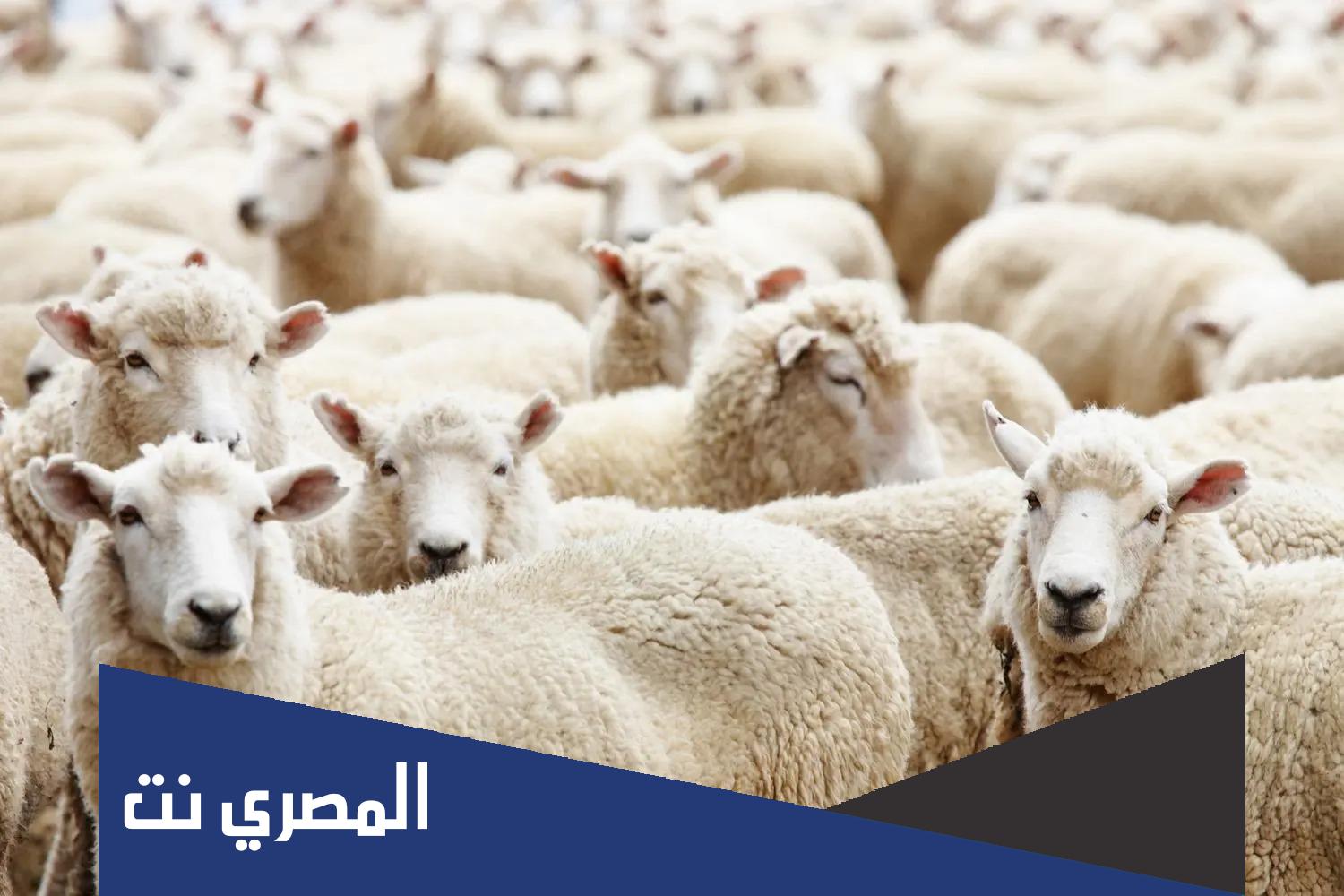 اسعار الاضحية في السعودية 1444