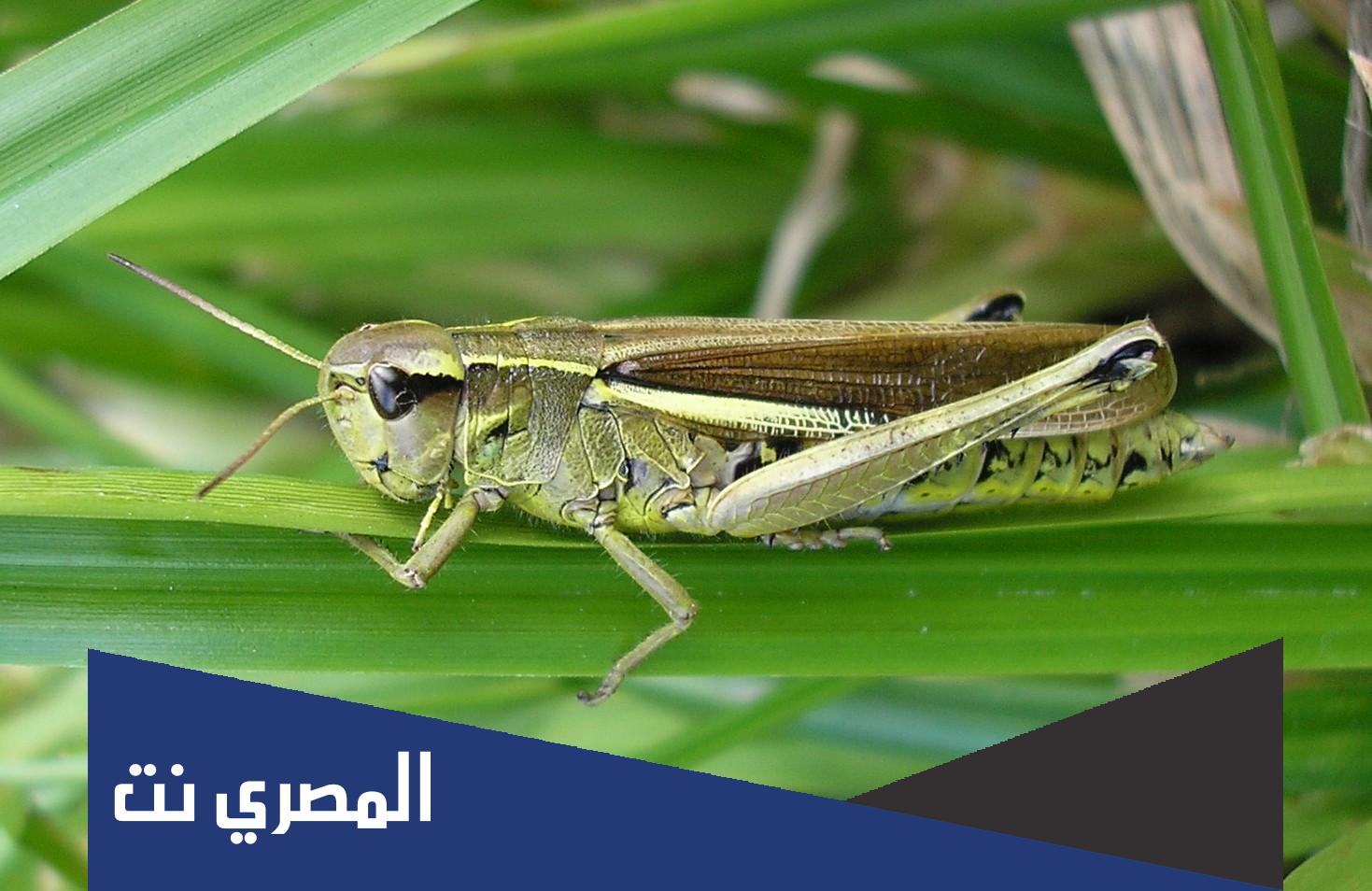 بيض الجراد من 3 حروف