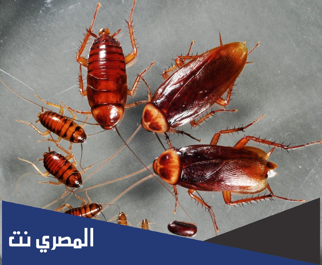 تعرف على تفسير حلم الصراصير والنمل لابن شاهين