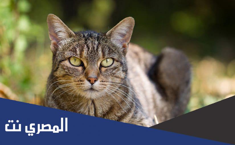 حكم تربية القطط في المنزل اسلام ويب