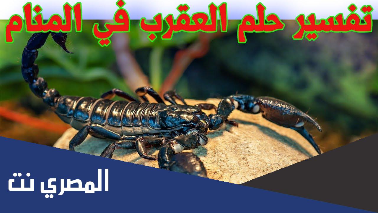 تفسير حلم العقرب للمتزوجه وقتله ابن باز