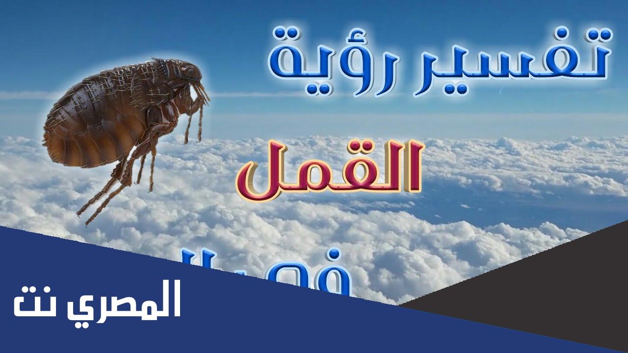 تفسير حلم القمل في الشعر للمتزوجة والحامل ابن سيرين