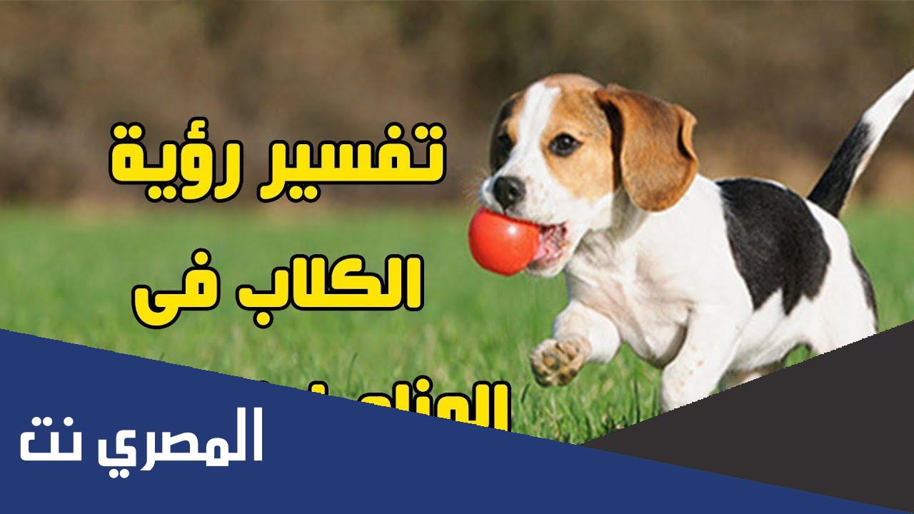 تفسير حلم الكلاب