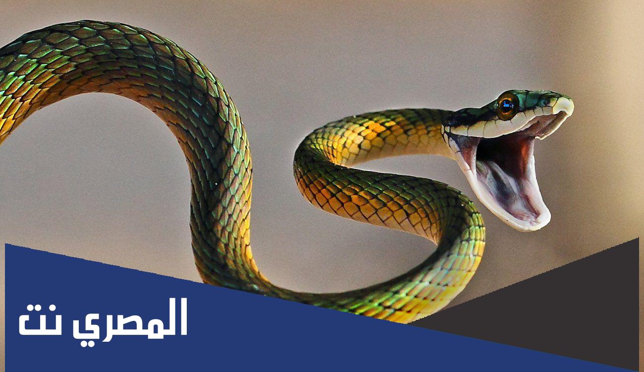تفسير حلم لدغة الثعبان في القدم للمراة المتزوجة ابن باز