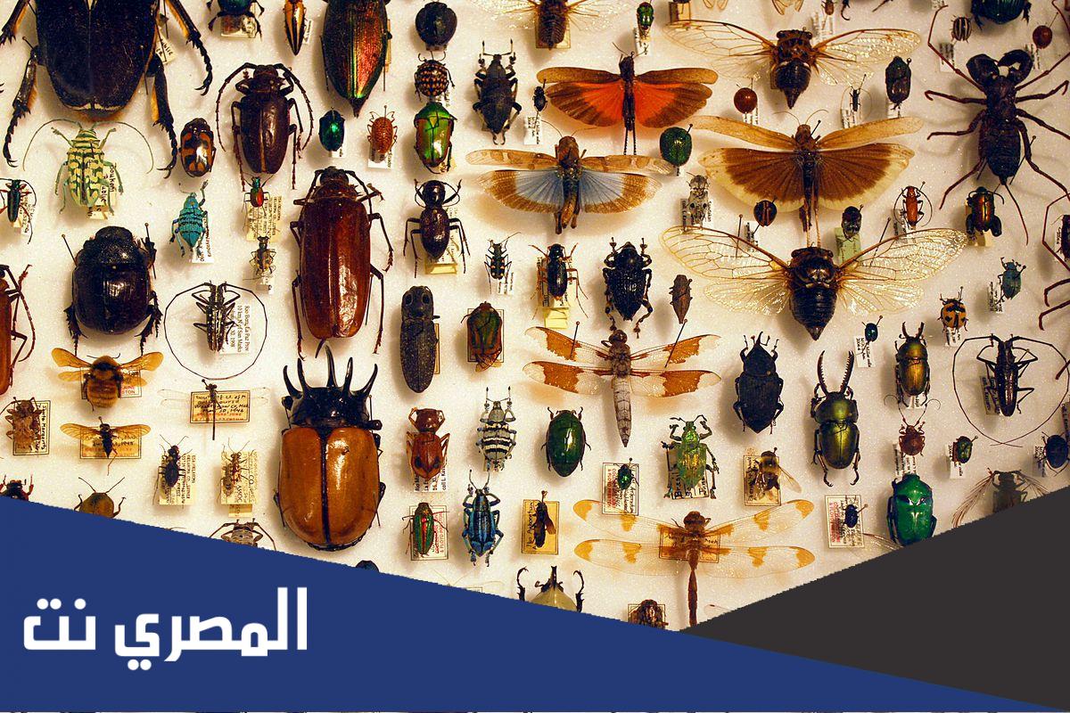 تفسير رؤية الحشرة في المنام لابن سيرين وكبار العلماء
