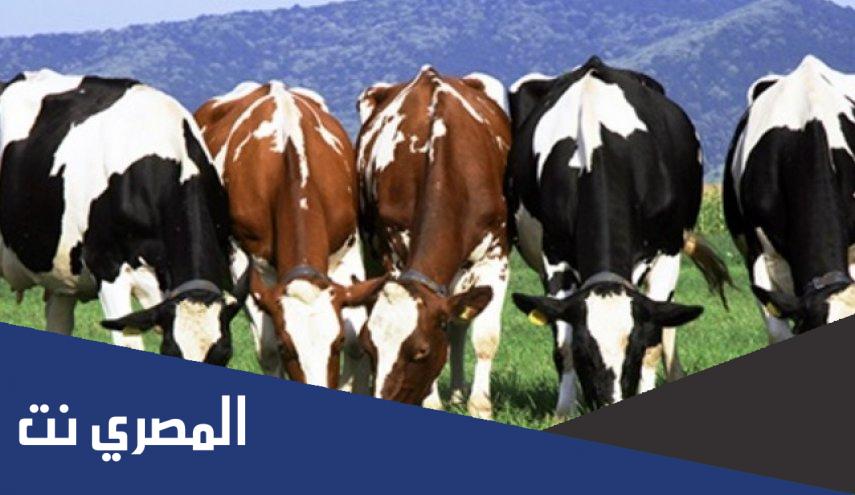 حكم الاشتراك في الأضحية بالبقر عند المالكية