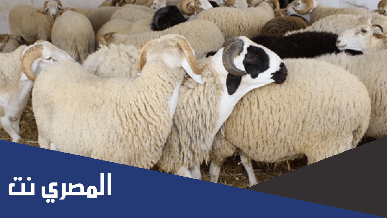 طريقة حجز موعد الاضحية بالسعودية 1443