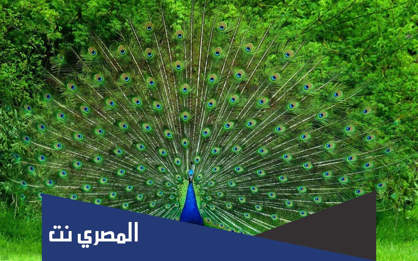 عبارات جميلة عن الطاووس