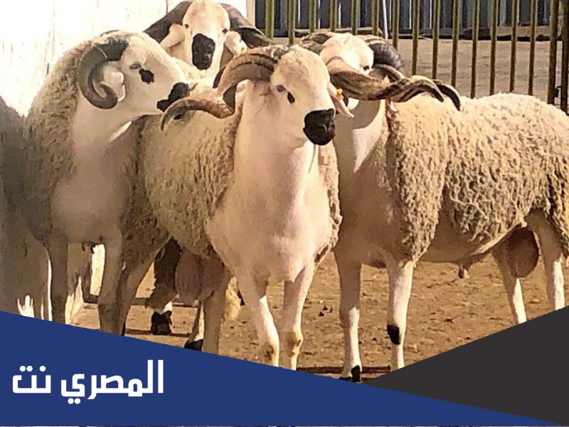 قائمة أسعار الأضاحي في السعوديّة 2022