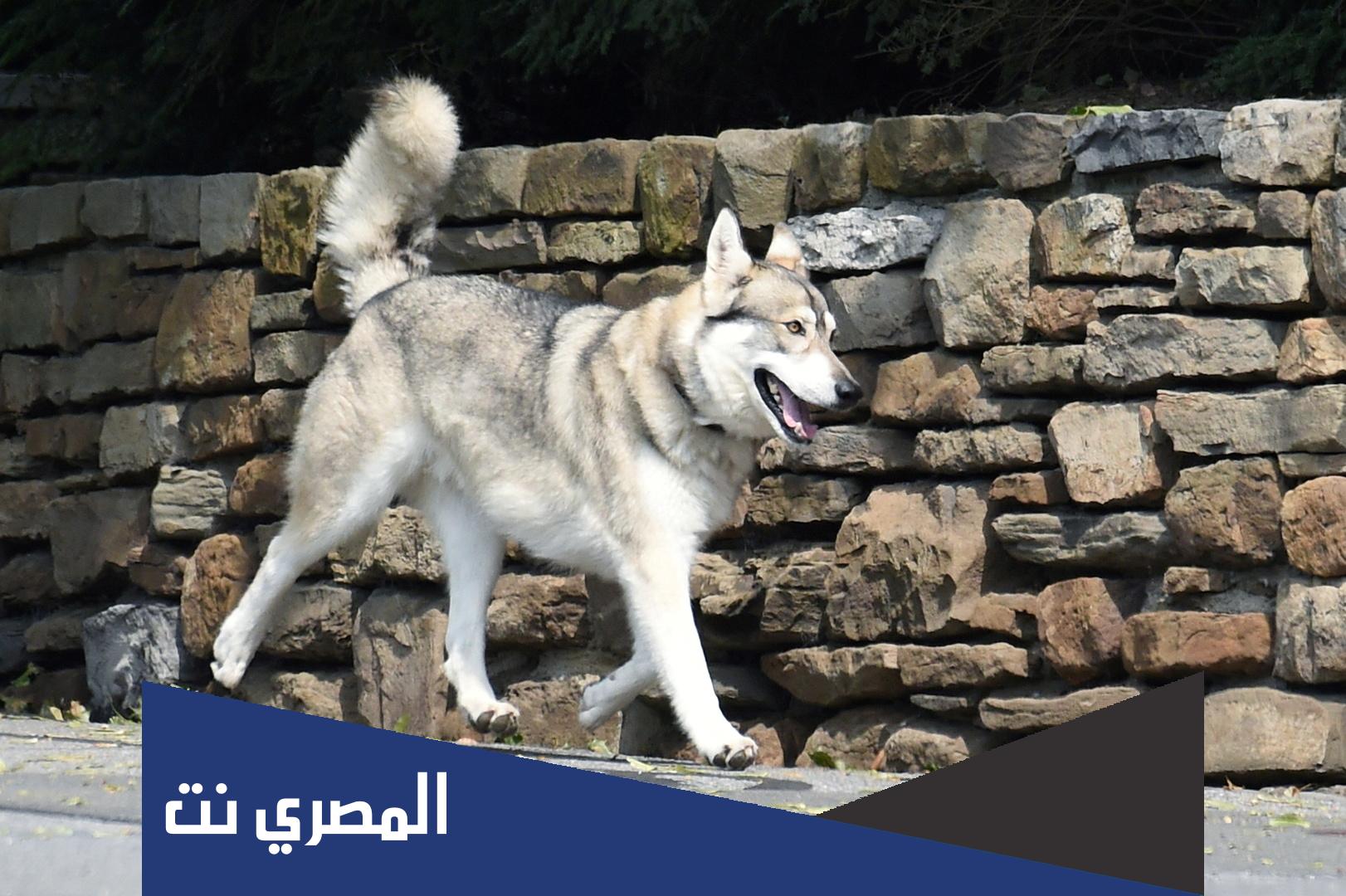 كلب عقور من 5 حروف