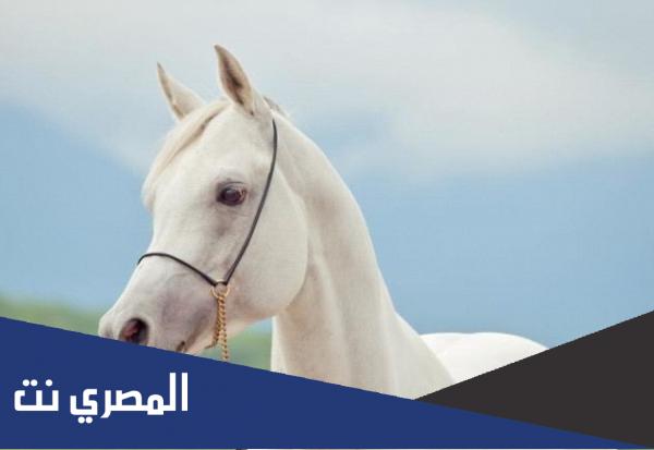 كم سعر الخيل العربي الاصيل 2022