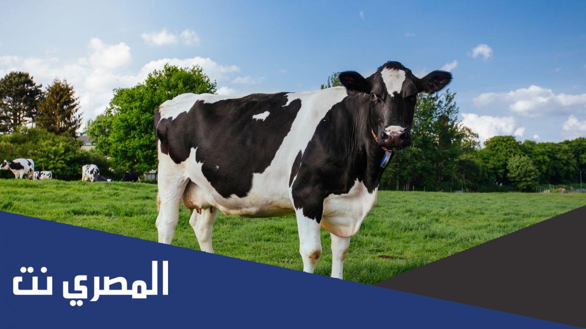 كم سنة يعيش البقر ؟