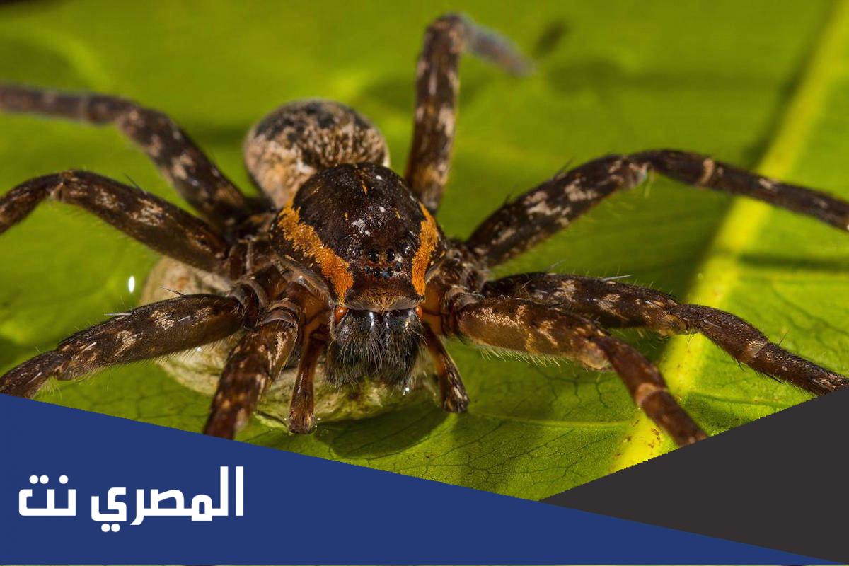 كم عدد ارجل العنكبوت ؟