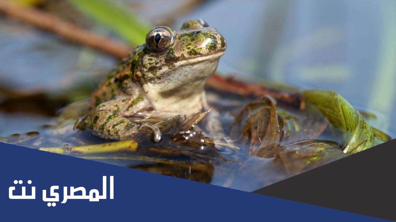 كم عدد حجرات قلب الضفدع