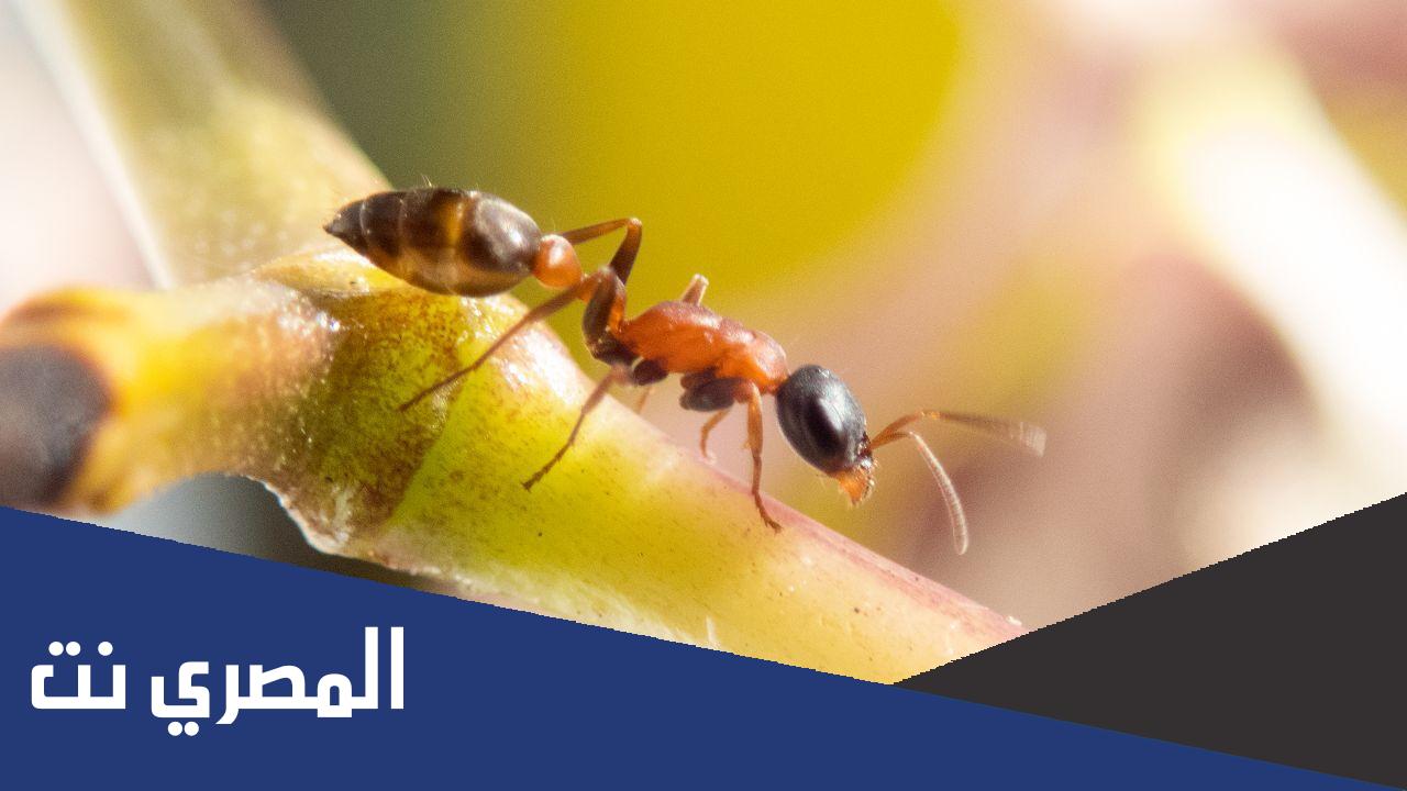 كم وزن النملة الواحدة