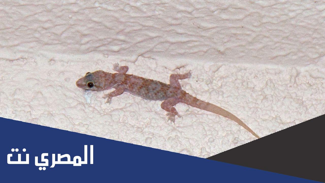 كيف اطرد الوزغ من البيت ؟