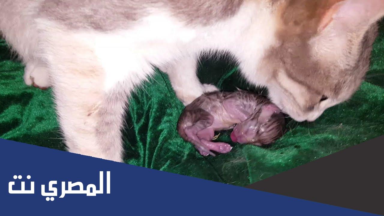 كيف اعرف ان القطة انتهت من الولادة