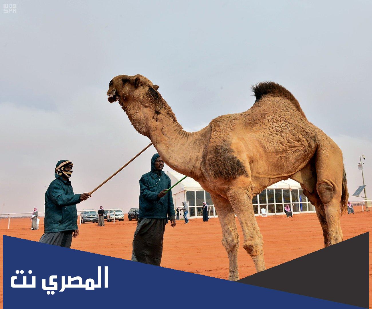 لماذا تضع الابل رؤوسها ناحية الشمال اثناء نزول المطر