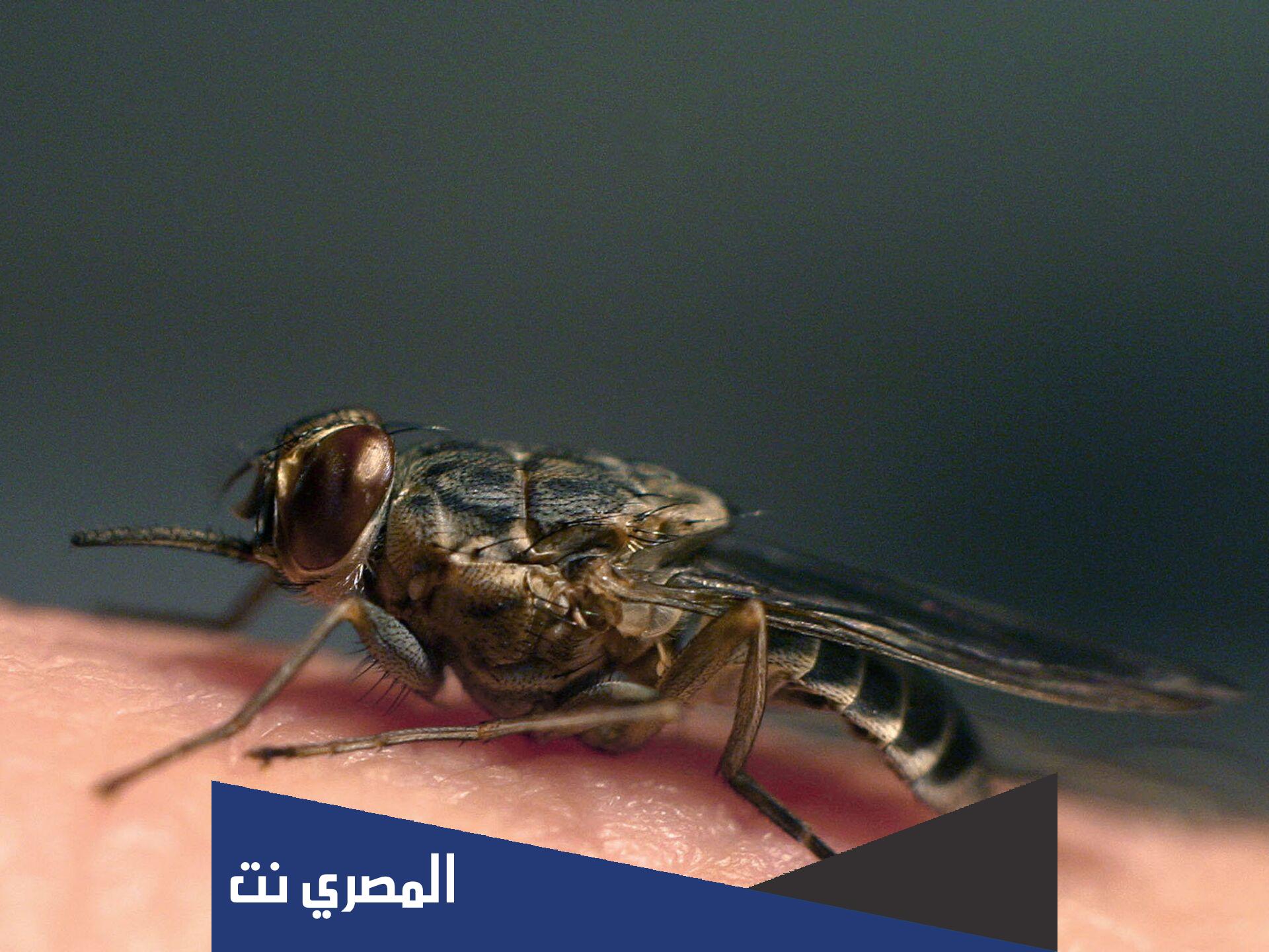 لماذا خلق الله الذباب والناموس