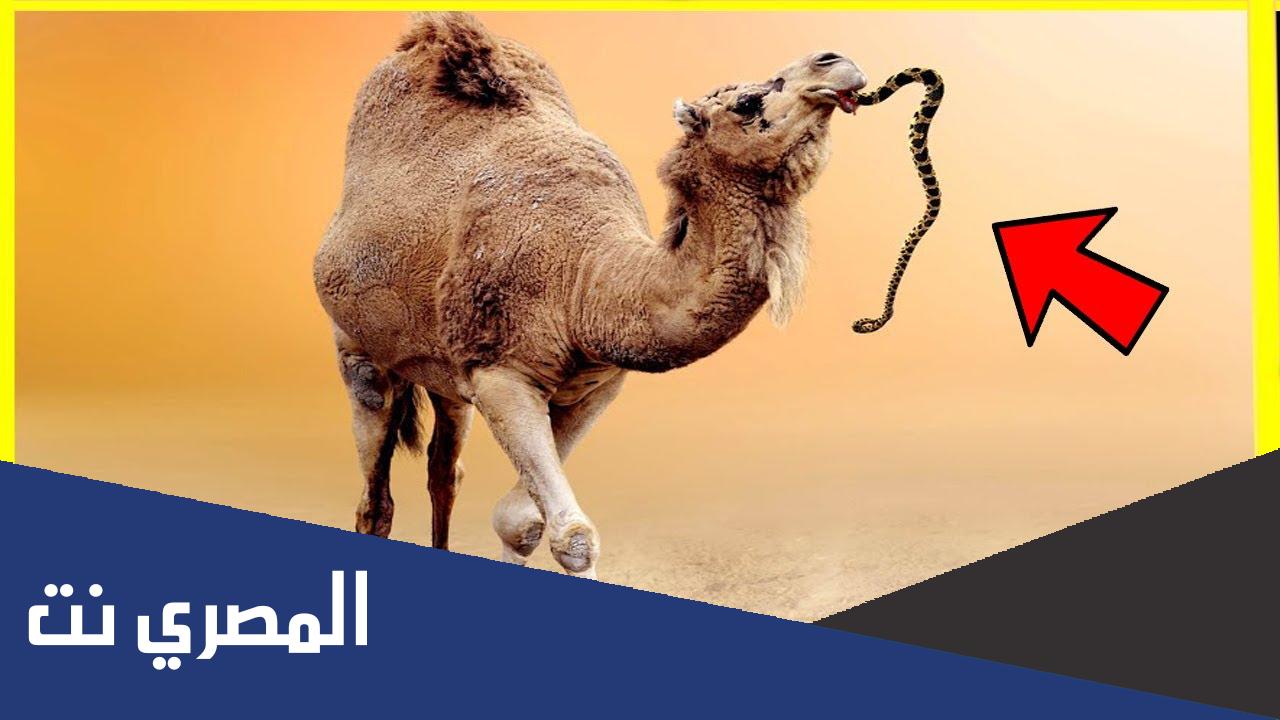 لماذا يضعون افعى في فم الجمل