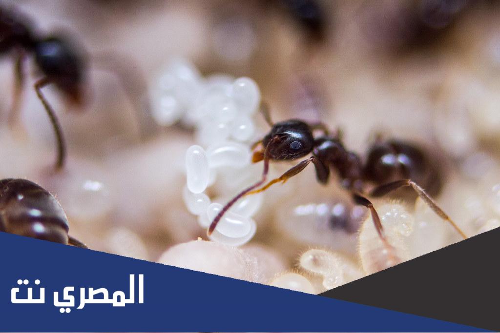 ما اسم بيض النمل