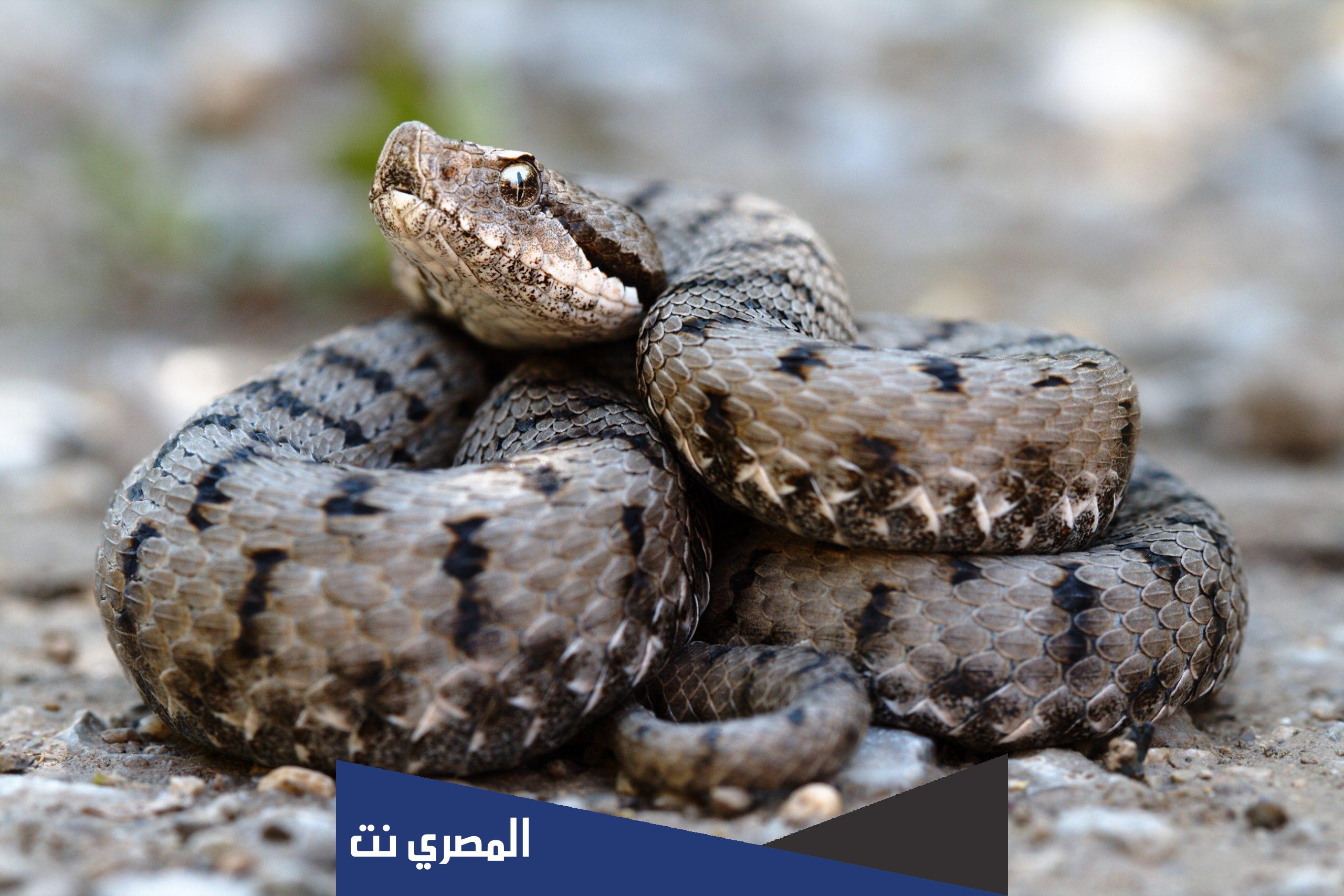 ما اسم ذكر الافعى ؟