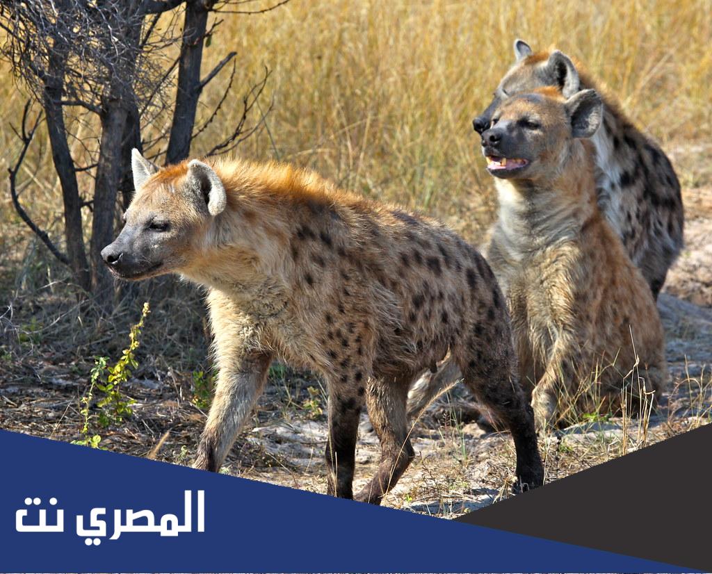 ما اسم صغير الضبع
