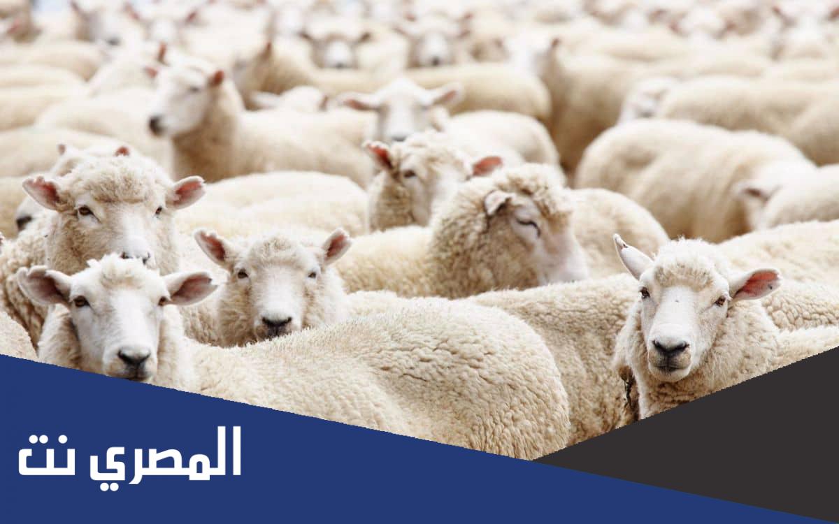 ما صحة حديث من كان له سعة ولم يضح