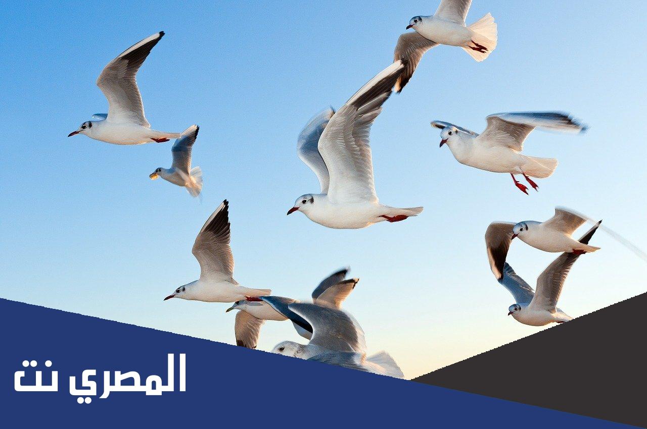 ما معنى الطيور على اشكالها تقع