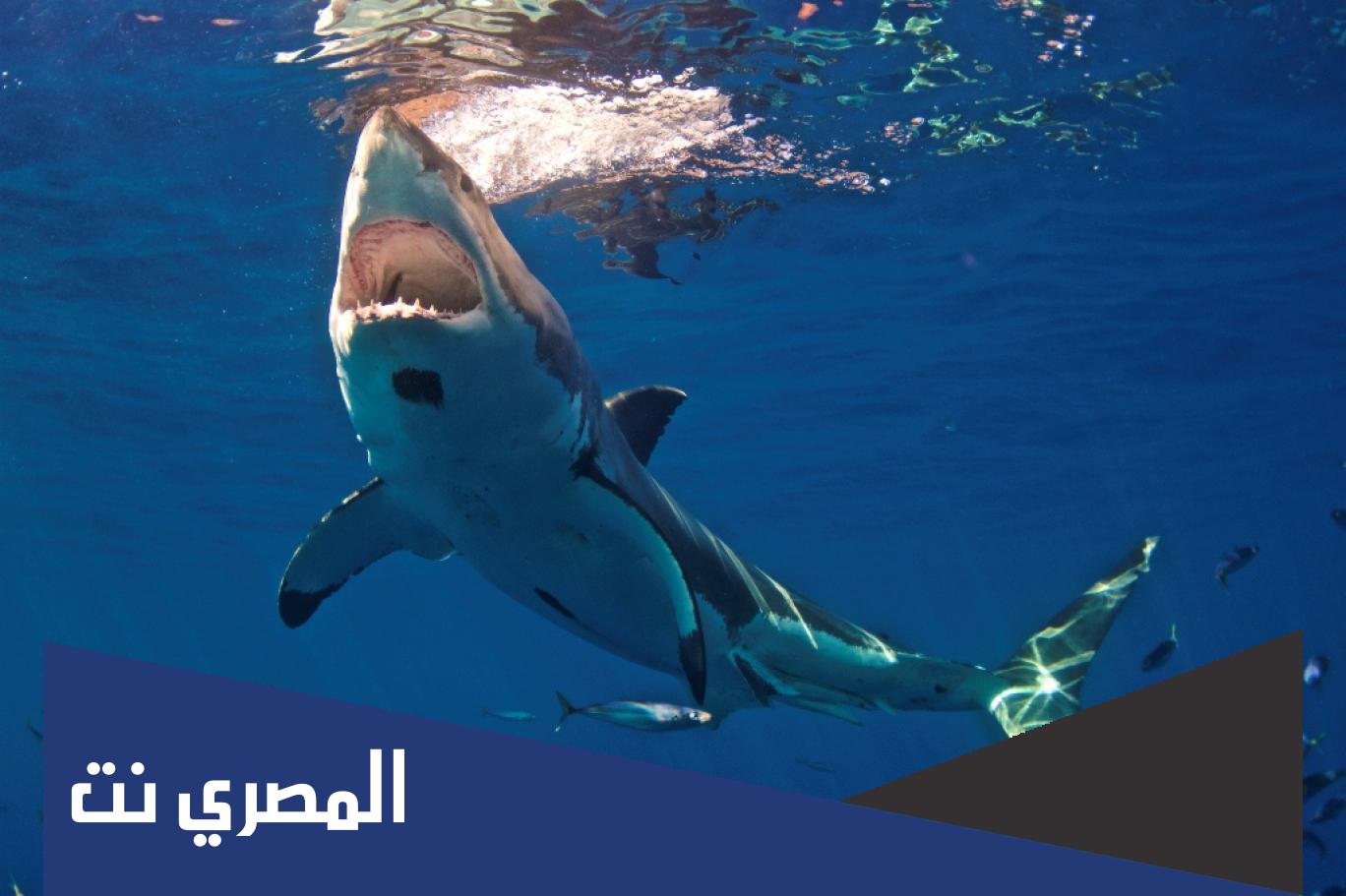 ما هو الحيوان الذي لا ينام منذ ولادته حتى موته ؟الغاز صعبة