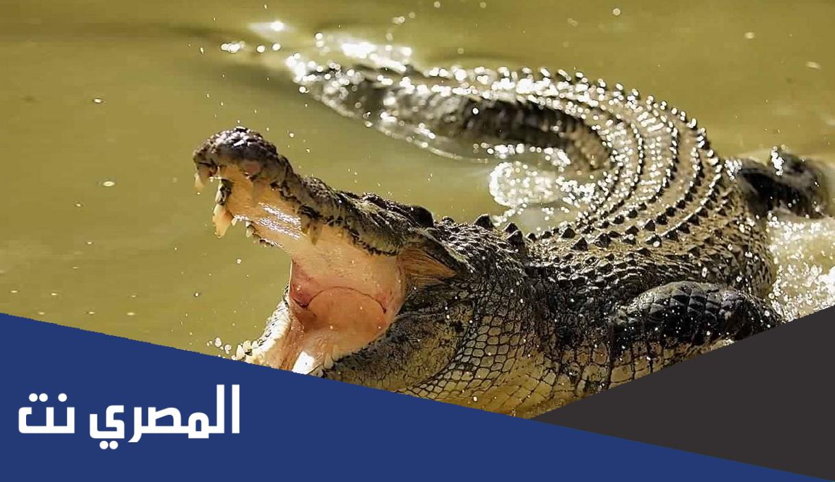 ما هو تفسير حلم التمساح للمتزوجه لابن سيرين