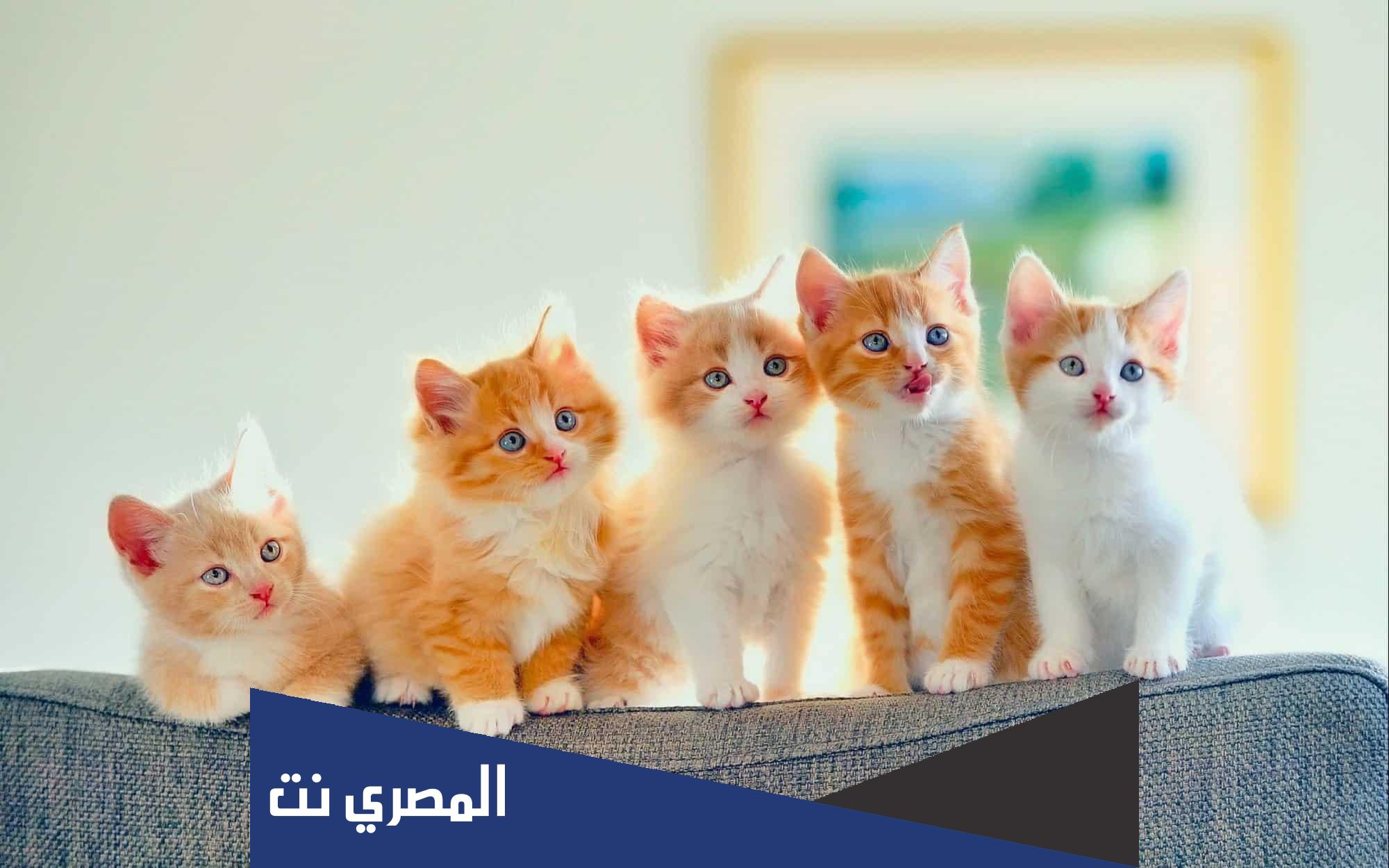 ما هو تفسير رؤية القطط في المنام للمتزوجه والعزباء