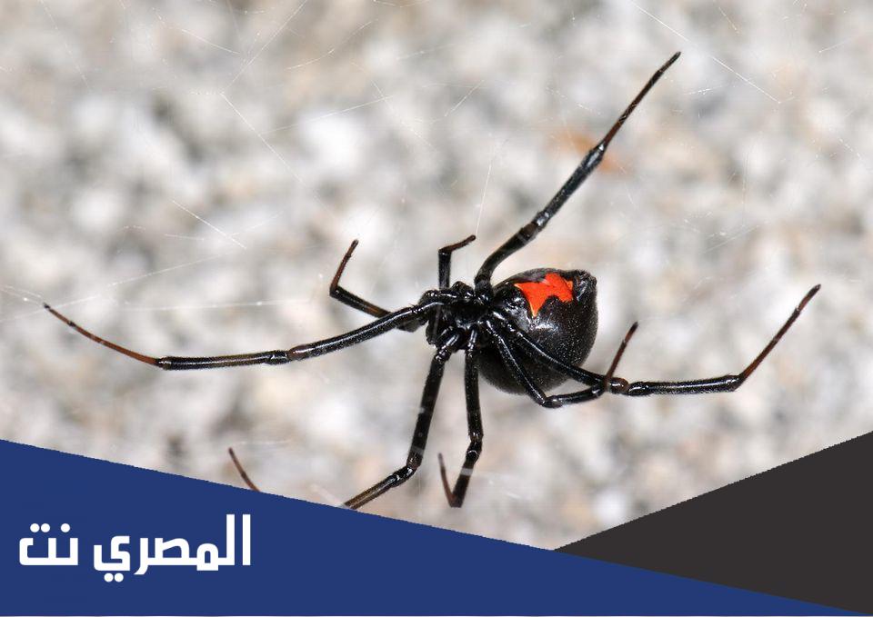 ما هي الارمله السوداء ؟
