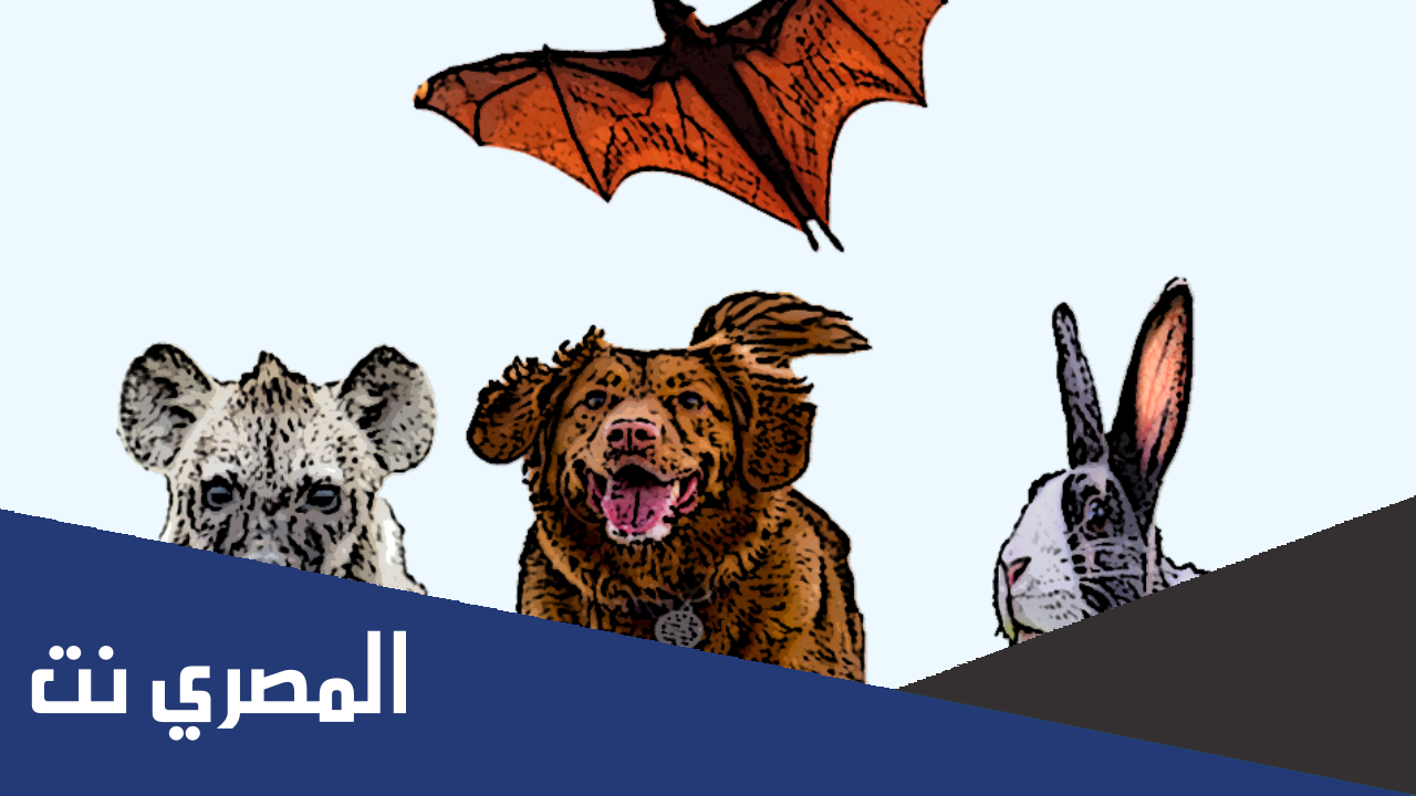 ما هي الحيوانات التي تاتيها الدوره الشهريه