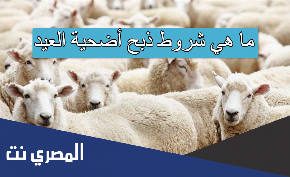 ما هي شروط ذبح أضحية العيد
