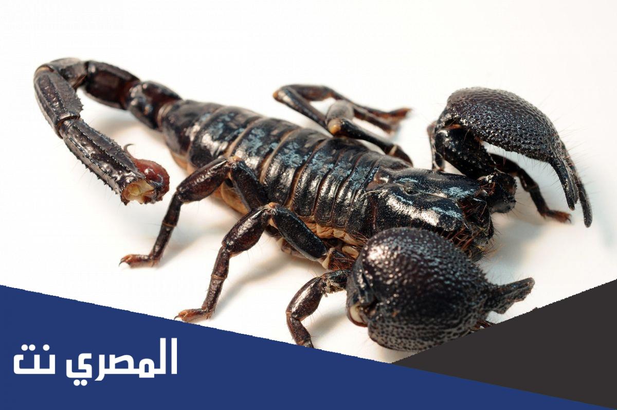 ماذا تسمى عضة العقرب