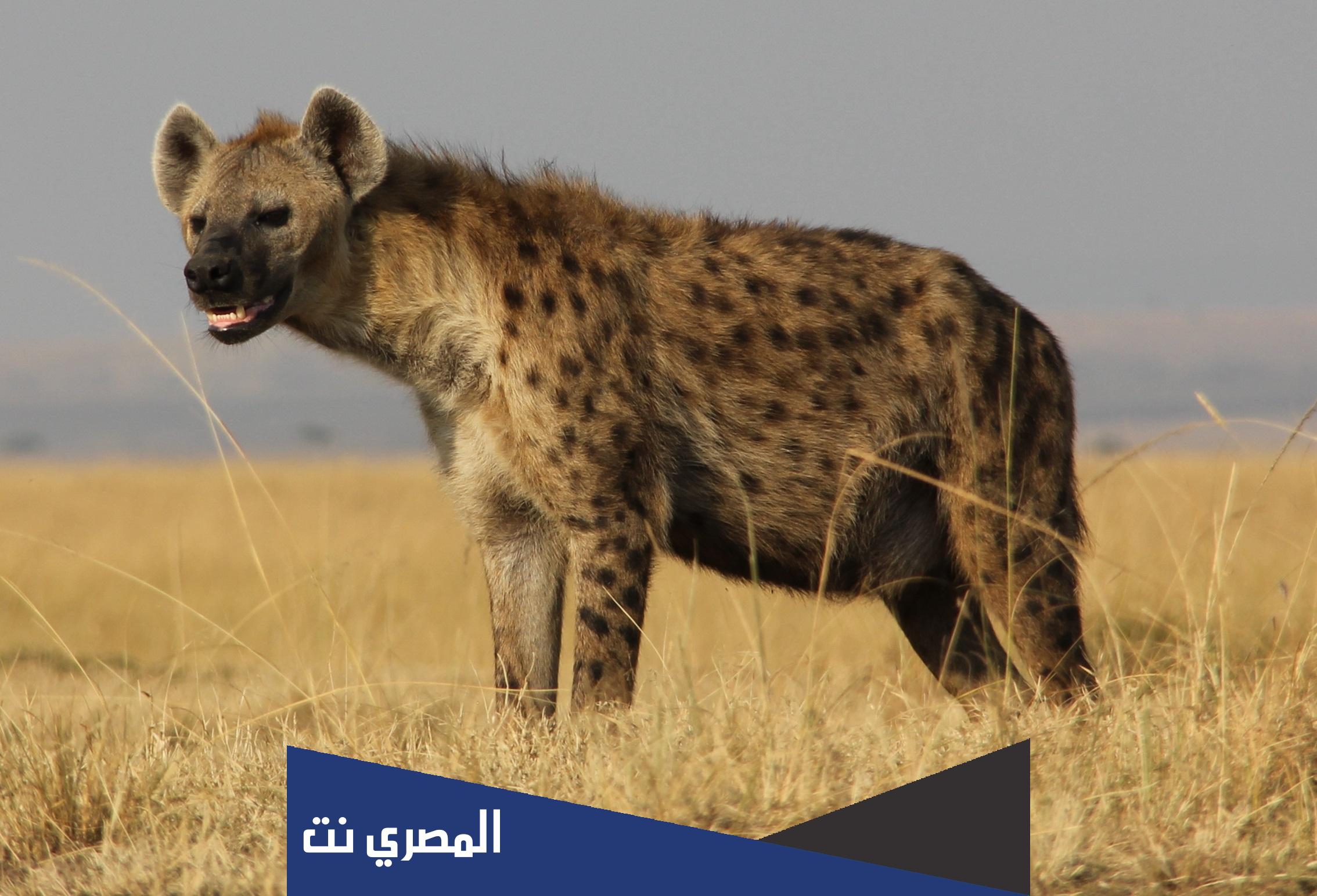 ماهو الحيوان الذي يكون سنه ذكر وسنه انثى ؟وضح إجابتك