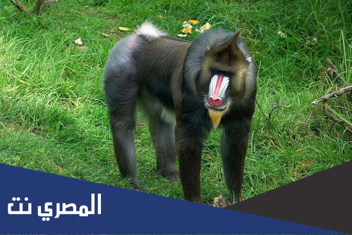 ماهو حيوان الهول