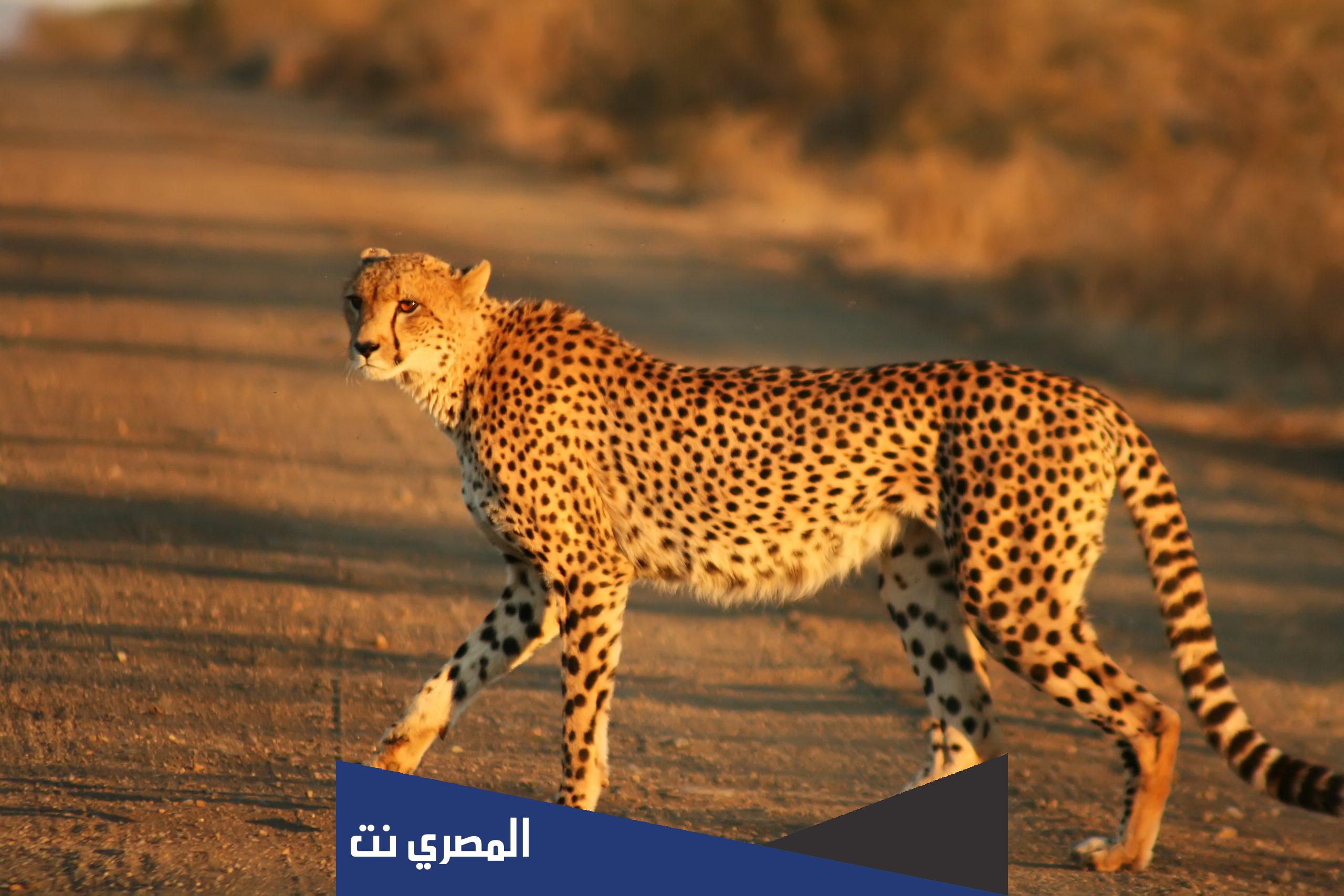 معلومات عن الفهد للاطفال بالفرنسية