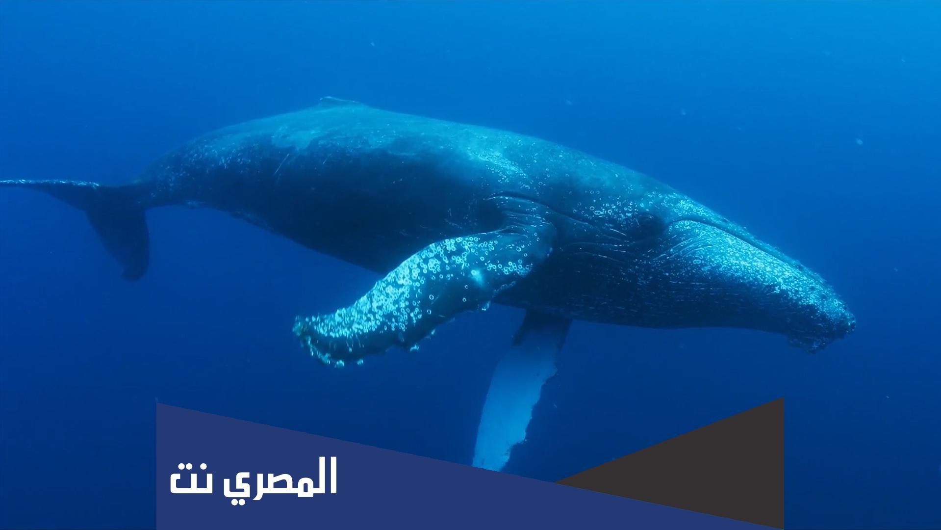 معلومات عن حوت برايد بالانجليزي