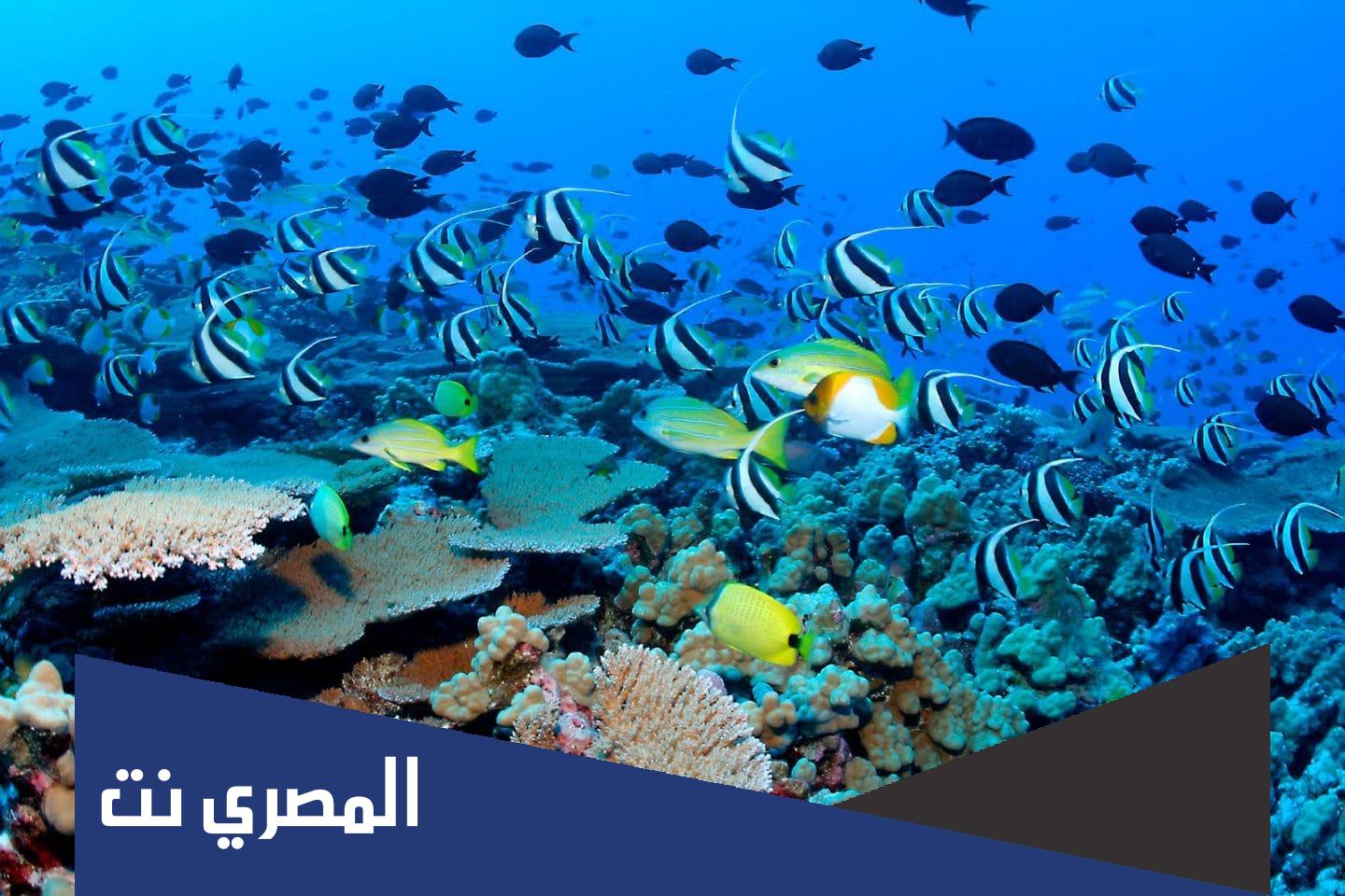 معلومات غريبة عن الحيوانات البحرية