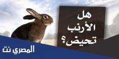 هل الارانب تجيها الدوره الشهريه