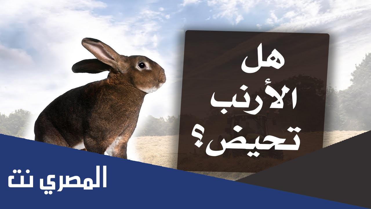 هل الارانب تجيها الدوره الشهريه