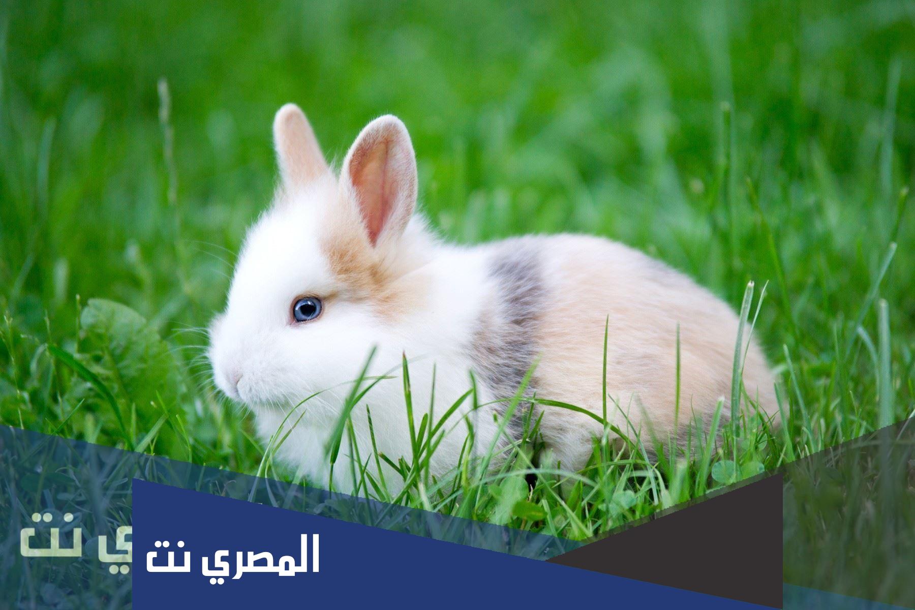 هل الارانب والقرود تجيهم الدوره