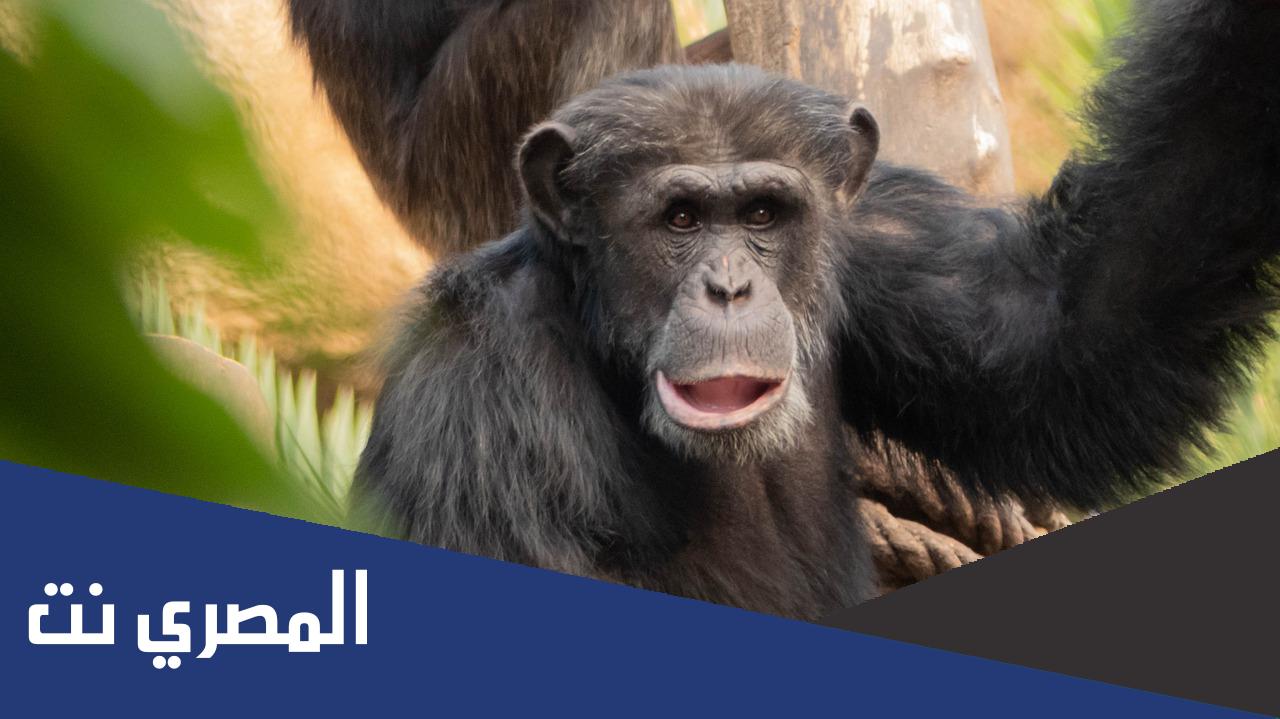 هل الشمبانزي مفترس