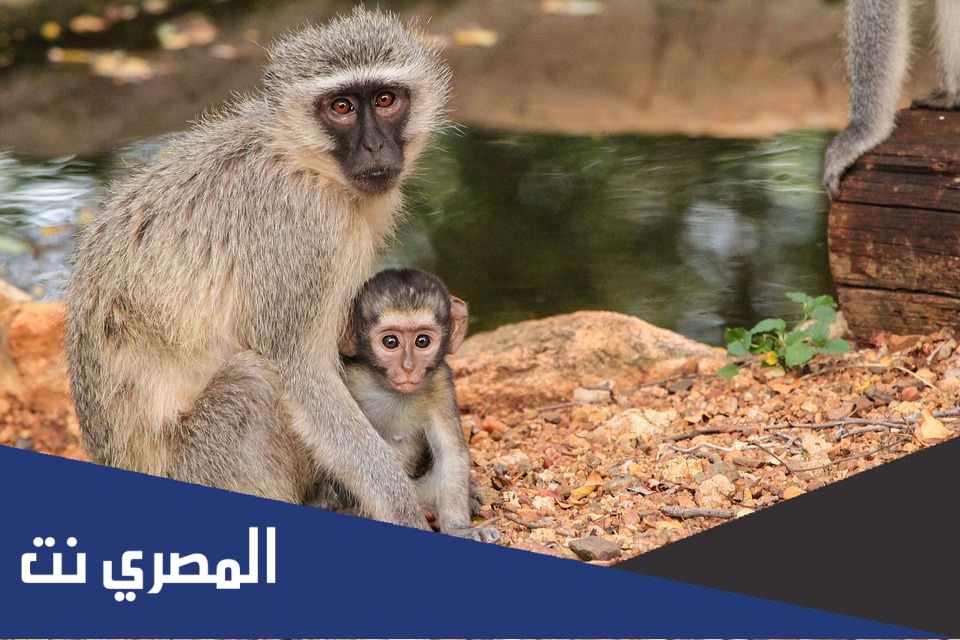 هل تأتي الدورة الشهرية للقرود