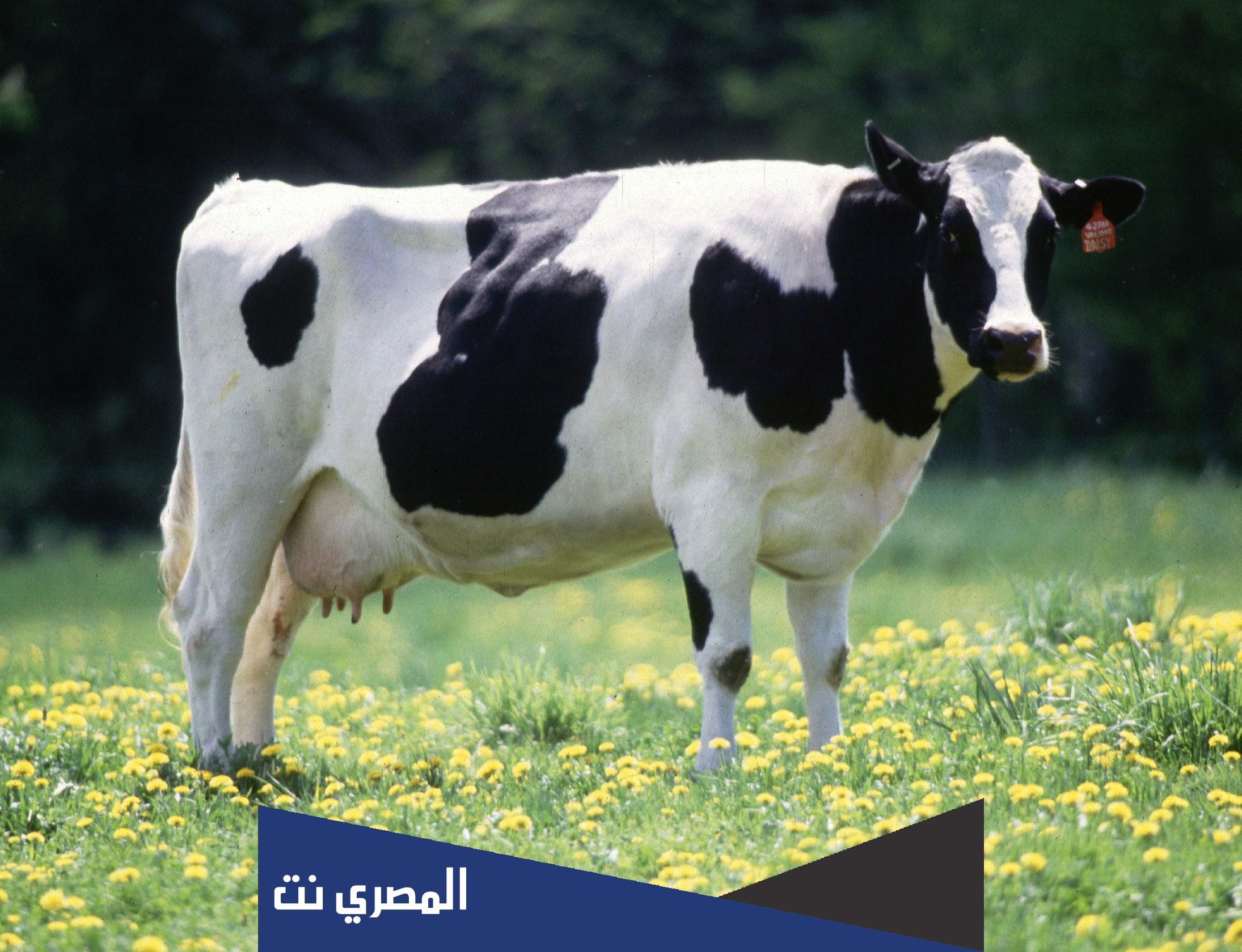 هل يجوز الاشتراك في الأضحية مع الأب ام لا